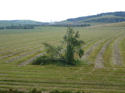 Vyvrátený strom na poli.